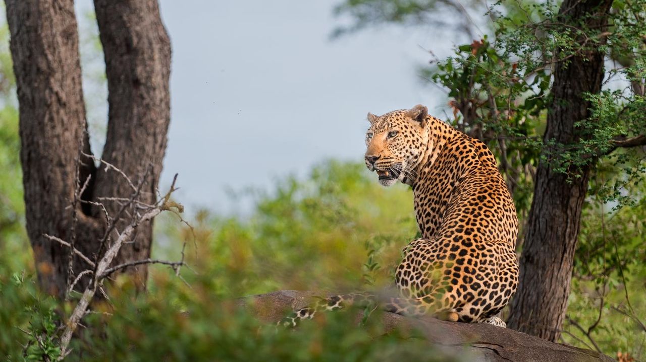 Zuid Afrika Balule Pondoro Game Lodge Luipaard WE (1).jpg - Jambo Safari Club